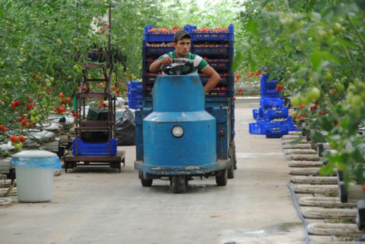 Manavgat'ta bin 118 dekar alanda topraksız tarım yapılıyor