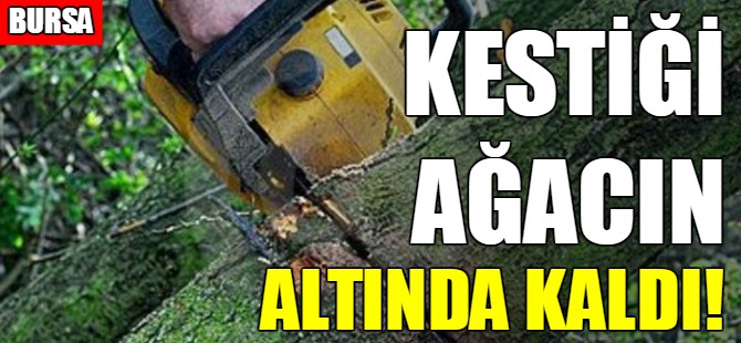Bursa'da kestiği ağacın altında kaldı