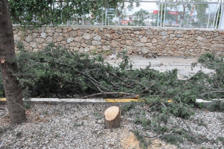 Ağaçları kesen belediye: Gençleştirme budaması yapıyoruz