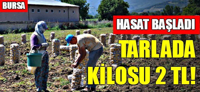 İnegöl'de patates hasadı başladı