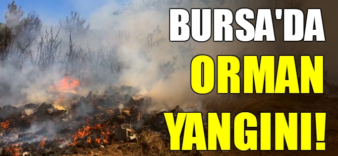 Bursa'da orman yangını