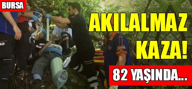 Bursa'da ıhlamur ağacından düştü