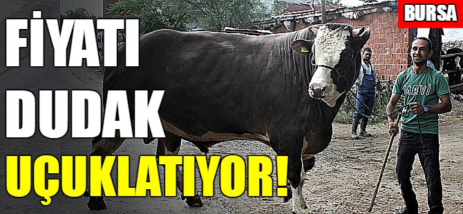 Bursa'da otomobil fiyatına kurbanlık