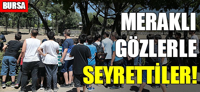Yavru zebralara büyük ilgi