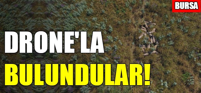 Bursa'da kayıp koyunlar böyle bulundu!