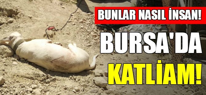 Bursa'da köpek katliamı!