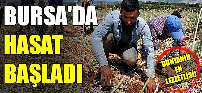 Bursa'da soğan hasadı başladı!