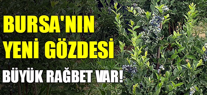 Bursa'nın yeni gözdesi