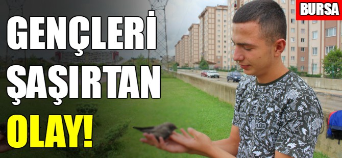 Bursa'da parkta otururken önlerine düştü!