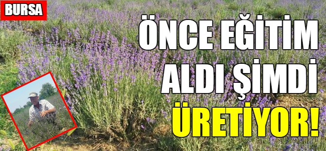Bursa'da lavanta üretiyor!