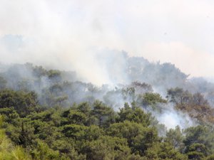 Bodrum'da orman yangını!