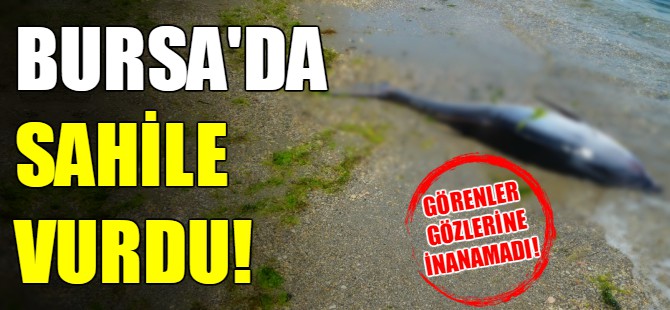 Bursa'da 90 kiloluk orkinos sahile vurdu