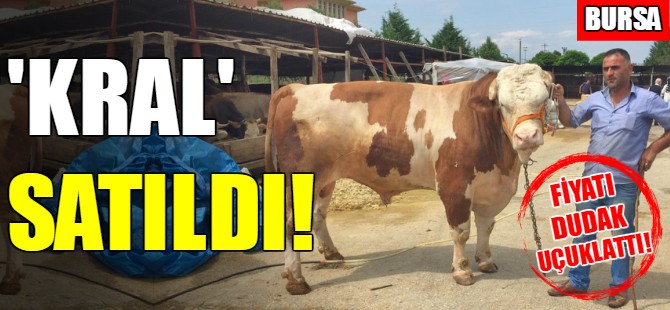 Bursa'da kurbanlıklar satılmaya başlandı!
