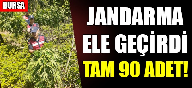 Bursa'da kenevir operasyonu!