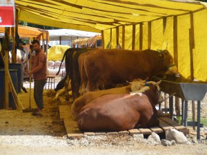 Gemlik Kurban Pazarı açıldı