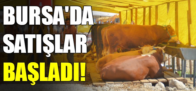 Gemlik Kurban Pazarı açıldı