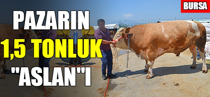 Bursa'da 1,5 tonluk tosun!