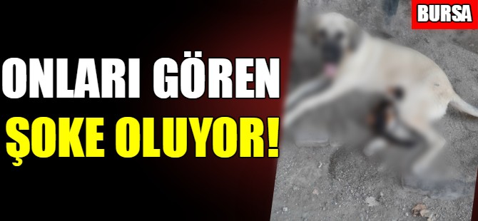 Bursa'da onları gören şok oluyor!
