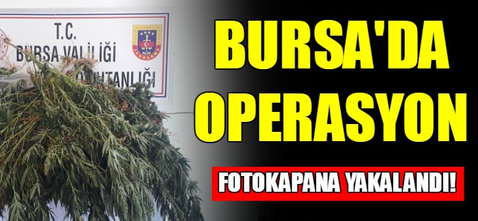 Bursa'da kenevir operasyonu!