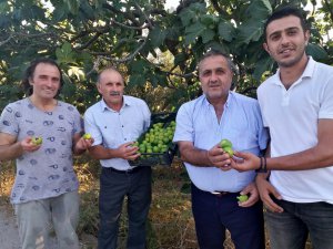 Bursa'da beyaz incirde hasat zamanı