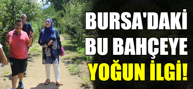 Bursa'daki bu bahçeye yoğun ilgi!