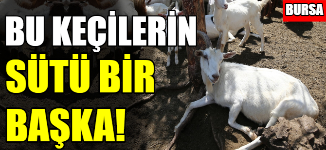Bursa'daki bu keçilerin sütü bir başka