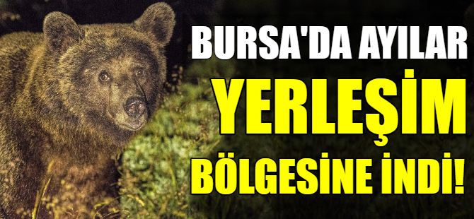 Bursa'da aç kalan ayılar yerleşim yerine indi