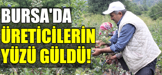 Bursa'da yaban mersininin hasadı başladı
