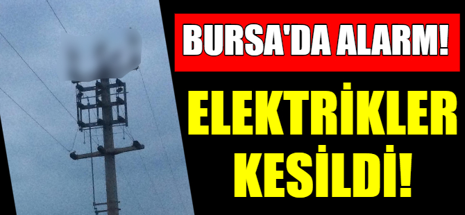 Bursa'da leylek alarmı!