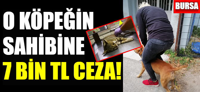 O köpeğin sahibine 7 bin lira ceza kesildi