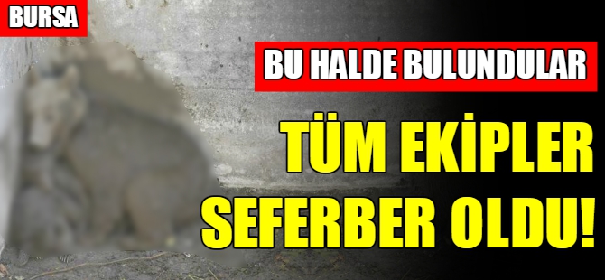 Bursa'da ayı ailesine vinçli kurtarma