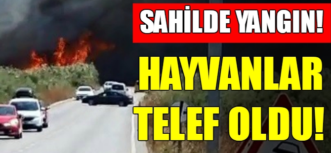 Edremit sahili alev alev
