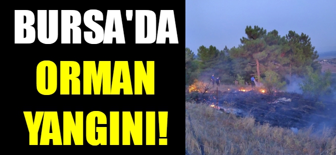 Bursa'da orman yangını!