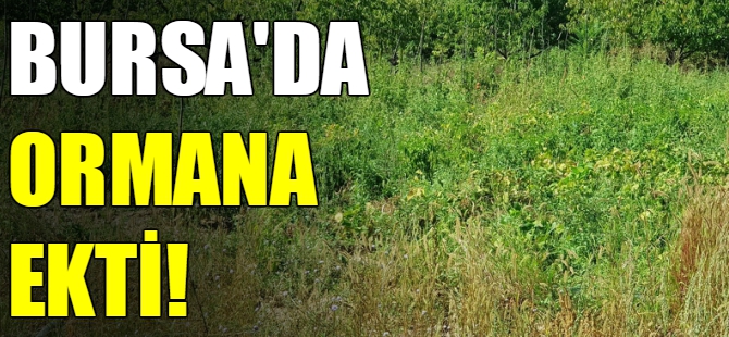 Bursa'da ormana kenevir ekti!