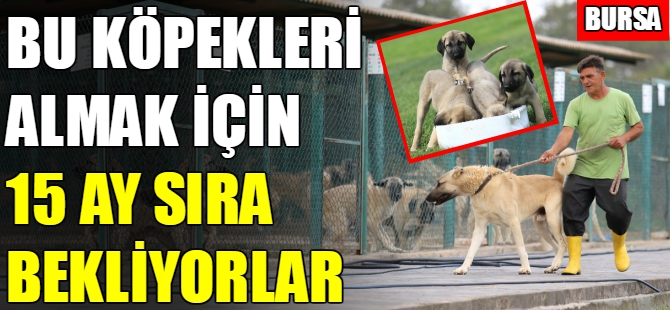 Bursa'da 270 kişi kangal sırası bekliyor