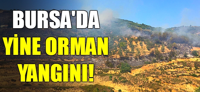 Bursa'da orman yangını!