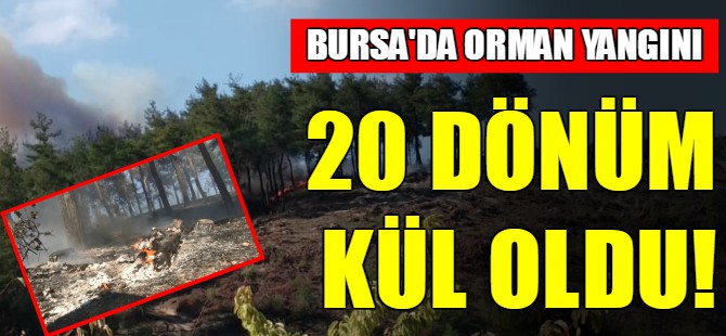 Bursa'da orman yangını