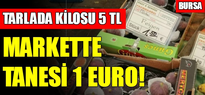 Bursa'da tarlada kilosu 5 lira, markette tanesi 1 avro
