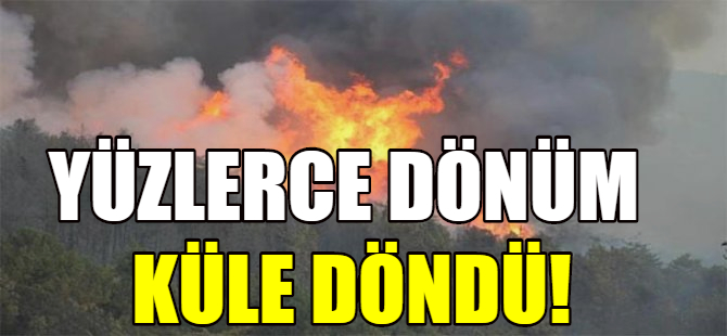 Tekirdağ’da orman yangını