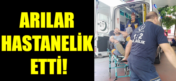 Arılar hastanelik etti!