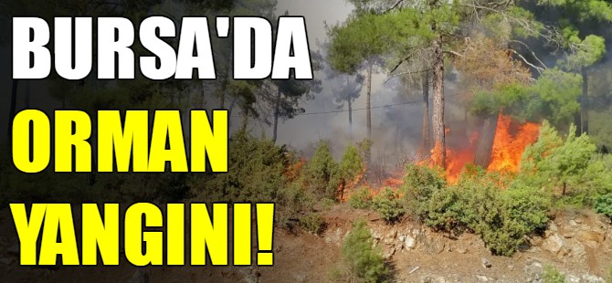 Bursa'da orman yangını
