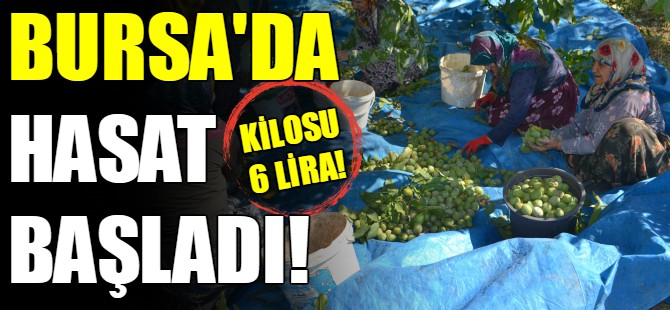 Bursa'da ceviz hasadı başladı!