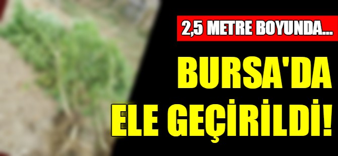 Bursa'da kenevir operasyonu!
