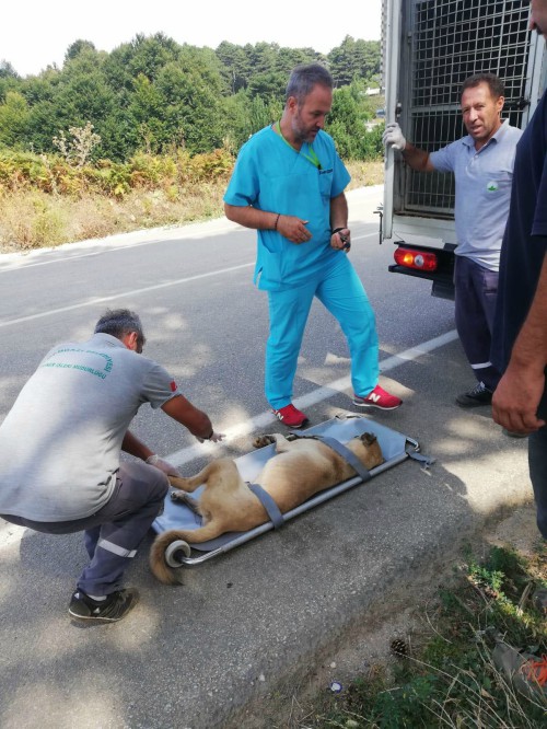 Bursa'da araba çarpan köpeği böyle kurtardılar!