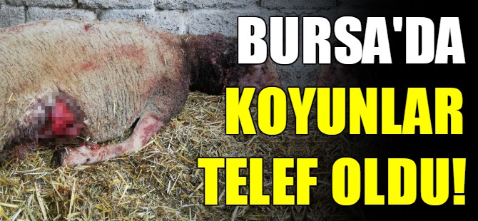 Bursa'da 6 koyunu telef etti!