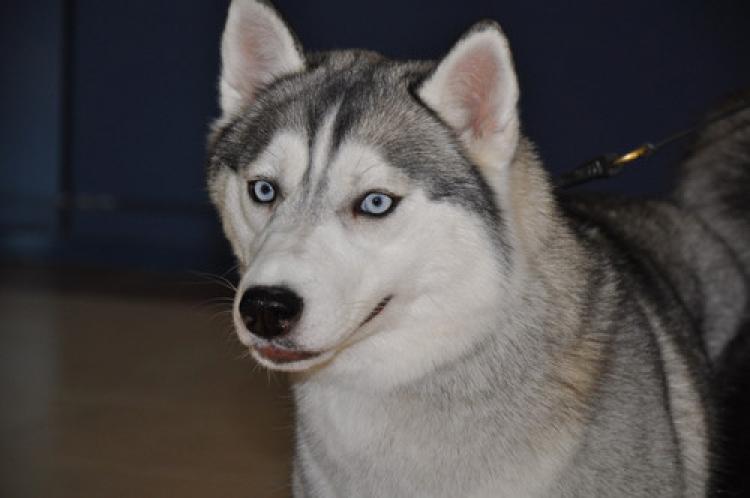 Uluslararası Bakü Köpek Festivali renkli görüntülerle başladı