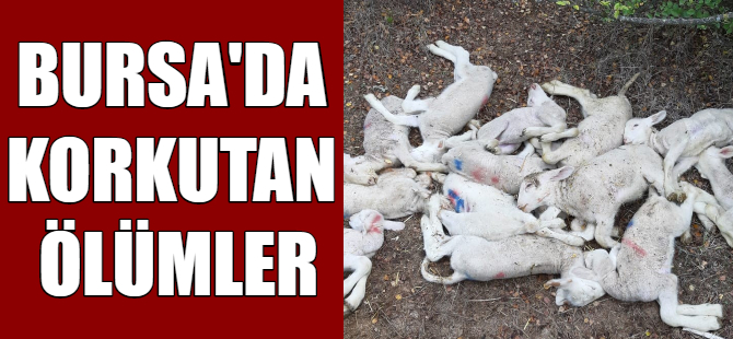 Bursa'da korkutan olay