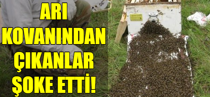 Arı kovanından eroin çıktı