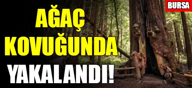 Ağaç kovuğundan çıktılar