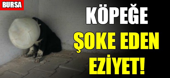 Köpeğe şoke eden eziyet!